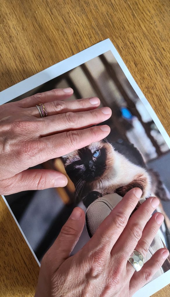 Communication animale Holy Mani