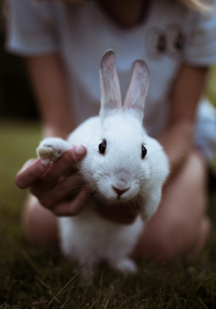 Communication animale Holy Mani