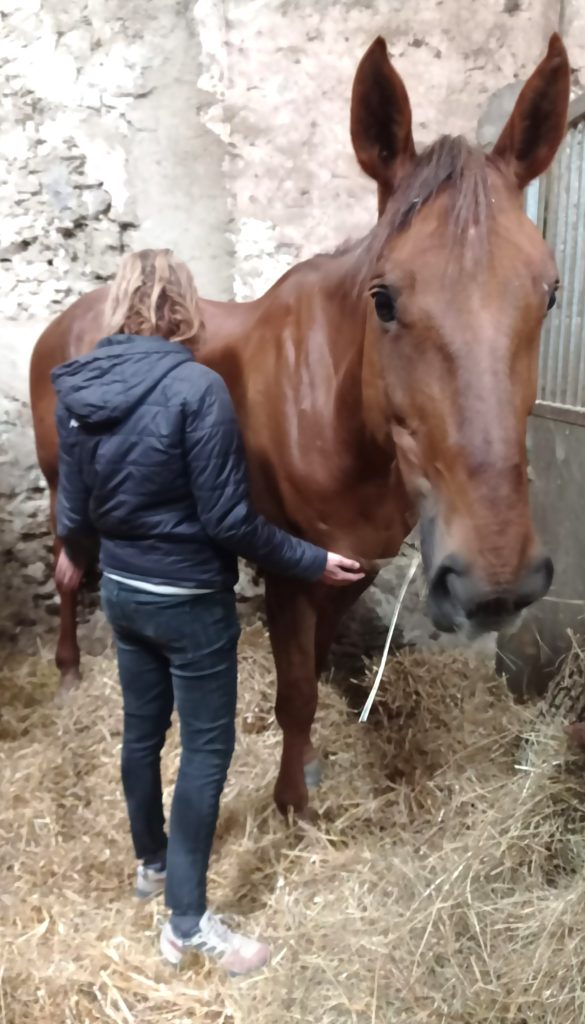 kinésiologie animale Holy Mani
